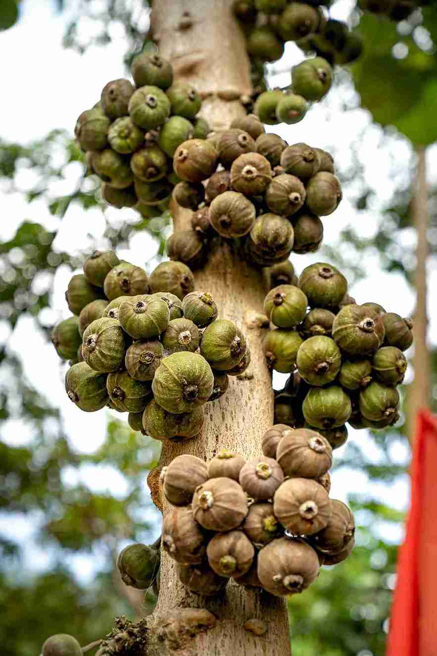 How to Transplant a Fig Tree: Best Time