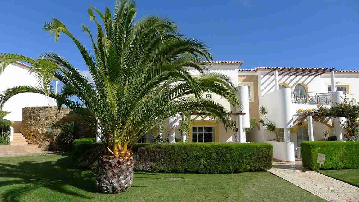 Why Cutting Down a Palm Tree Requires Professional Help: 5 Key Reasons