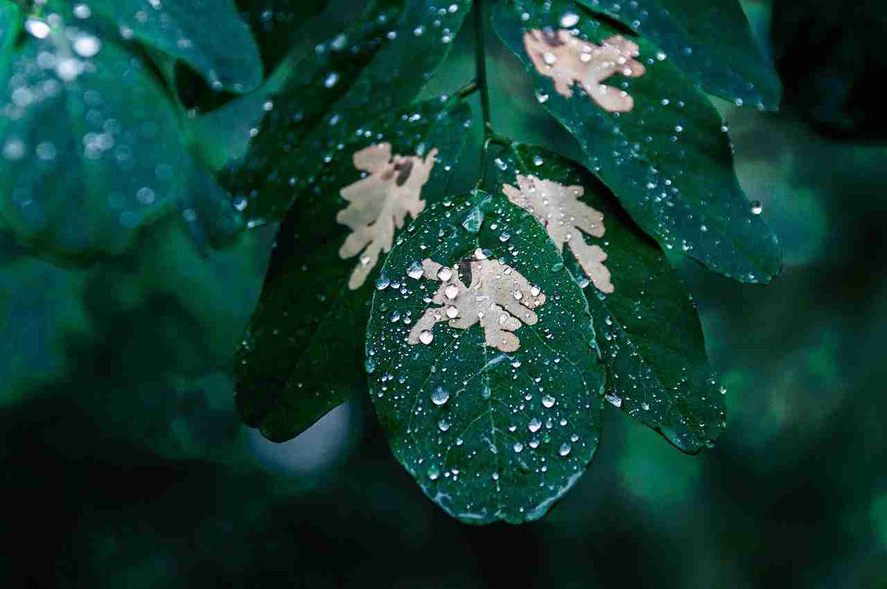 Growing and Caring for a Rubber Tree Plant Outside: Essential Tips