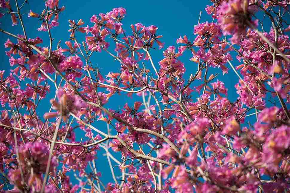 Best Backyard Flowering Trees in Oregon For Portland Home