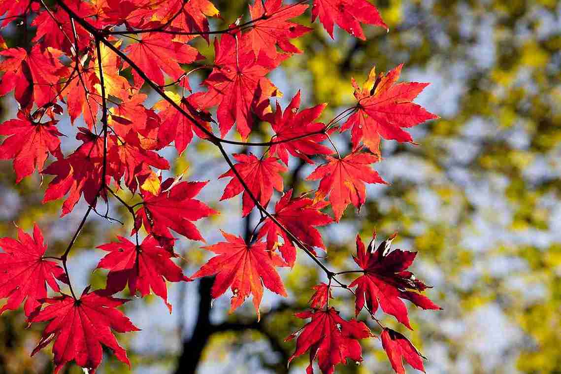How to Prune a Vine Maple: Seasonal Tips and Techniques