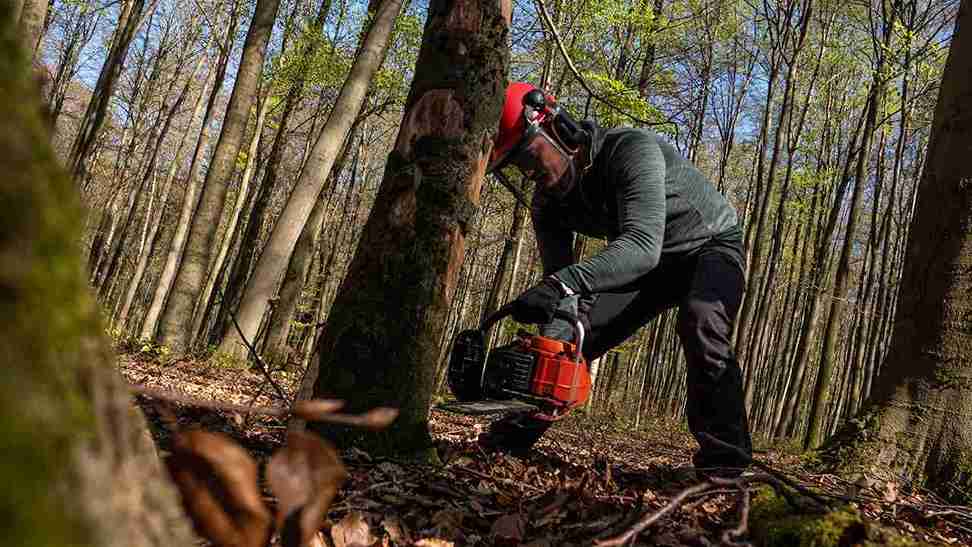 10 Trees Most Commonly Removed in Portland