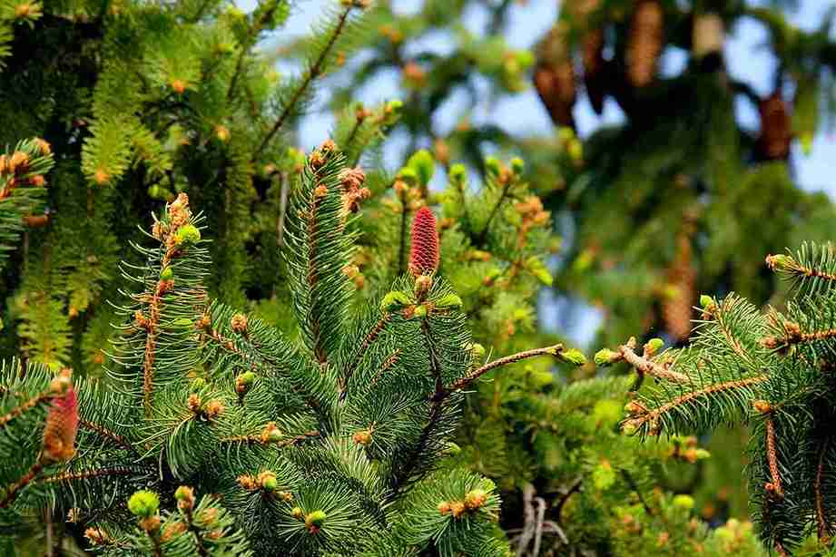 Evergreen Tree Moving: A Complete Guide to Safe Transplanting