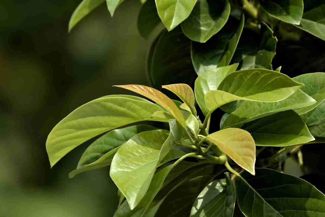 Why Are Your Rubber Tree Leaves Drooping? Causes & Fixes