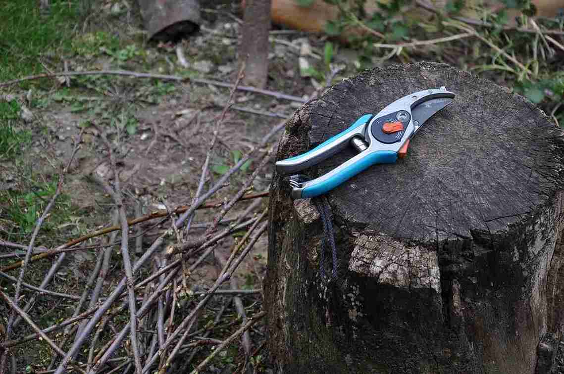 Top Mistakes to Avoid When Using Sealant for Tree Pruning