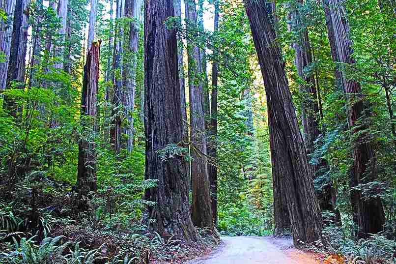 Redwood Bonsai Tree Care: How to Grow and Shape Your Tree