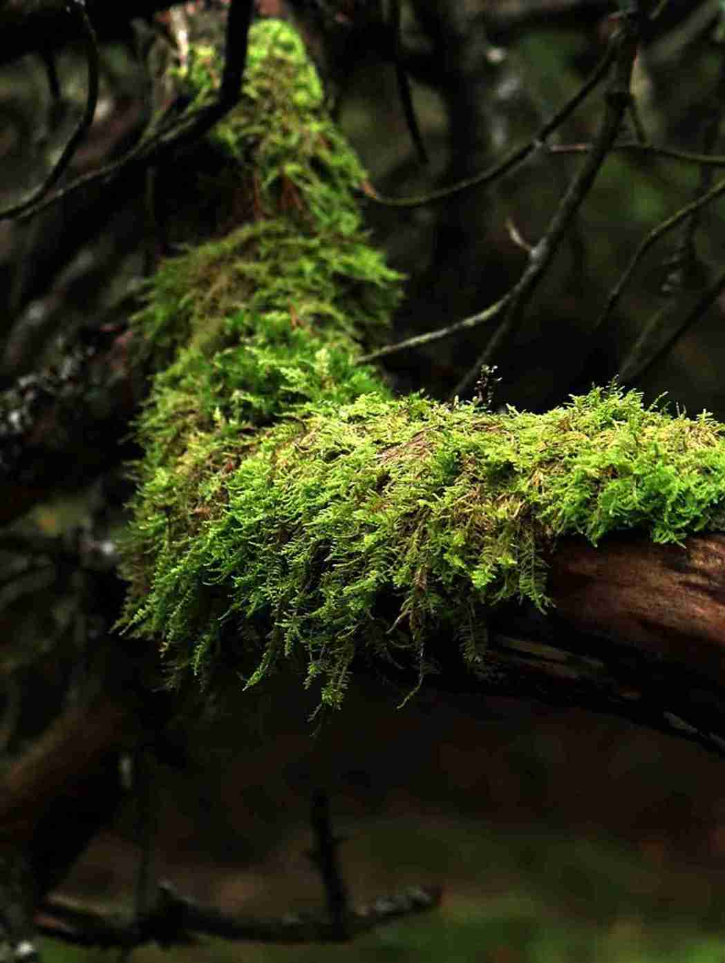 tree trimming beaverton oregon