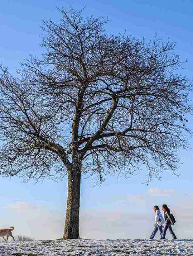 tree trimming beaverton