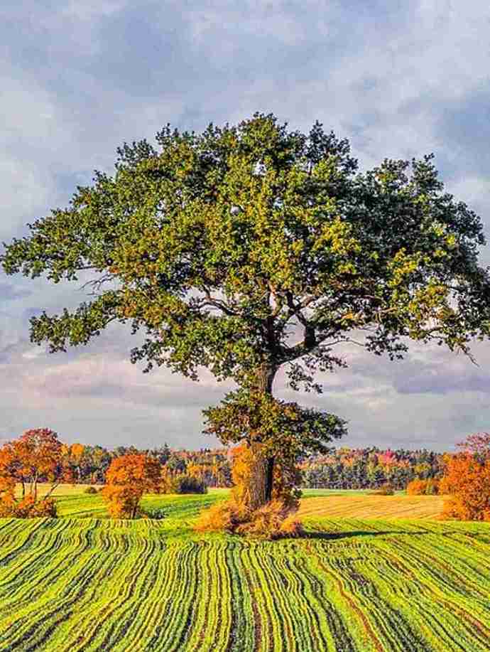Tree Service in Beaverton