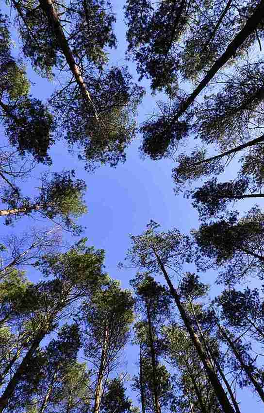 tree trimming beaverton
