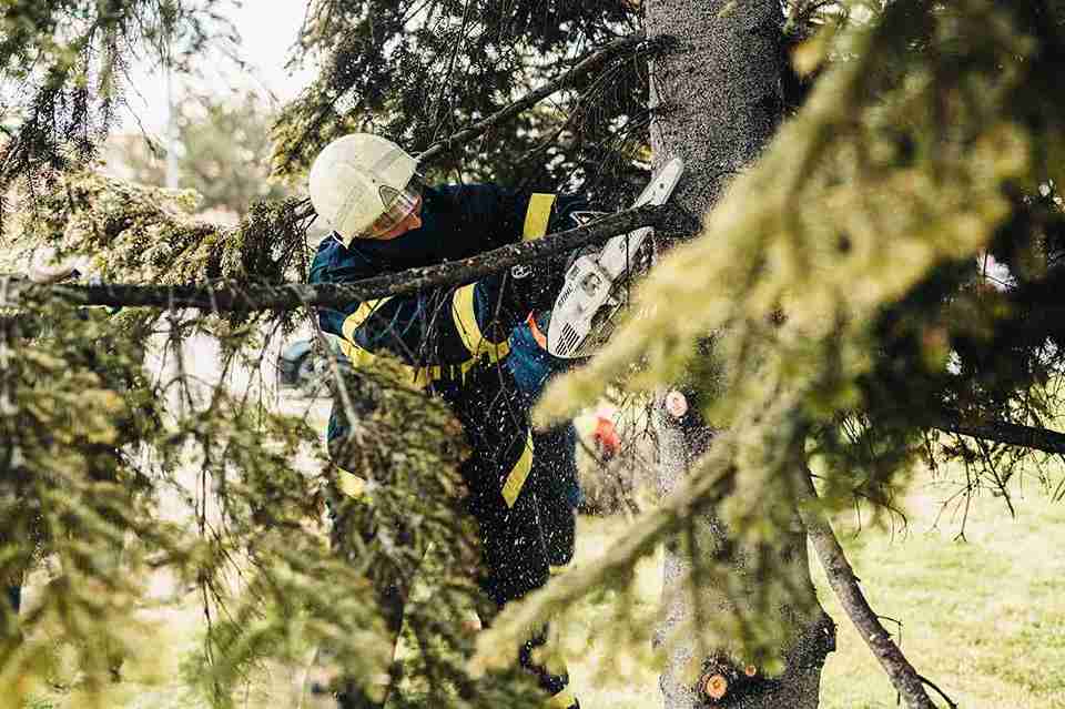 arborist Portland