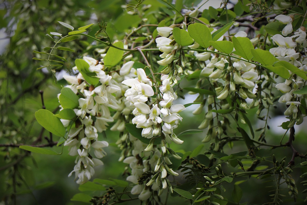 Black Locust Blooms: Beauty, Benefits & Blooming Season