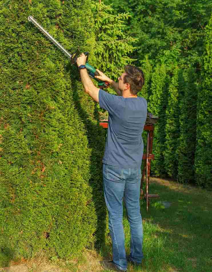tree pruning services