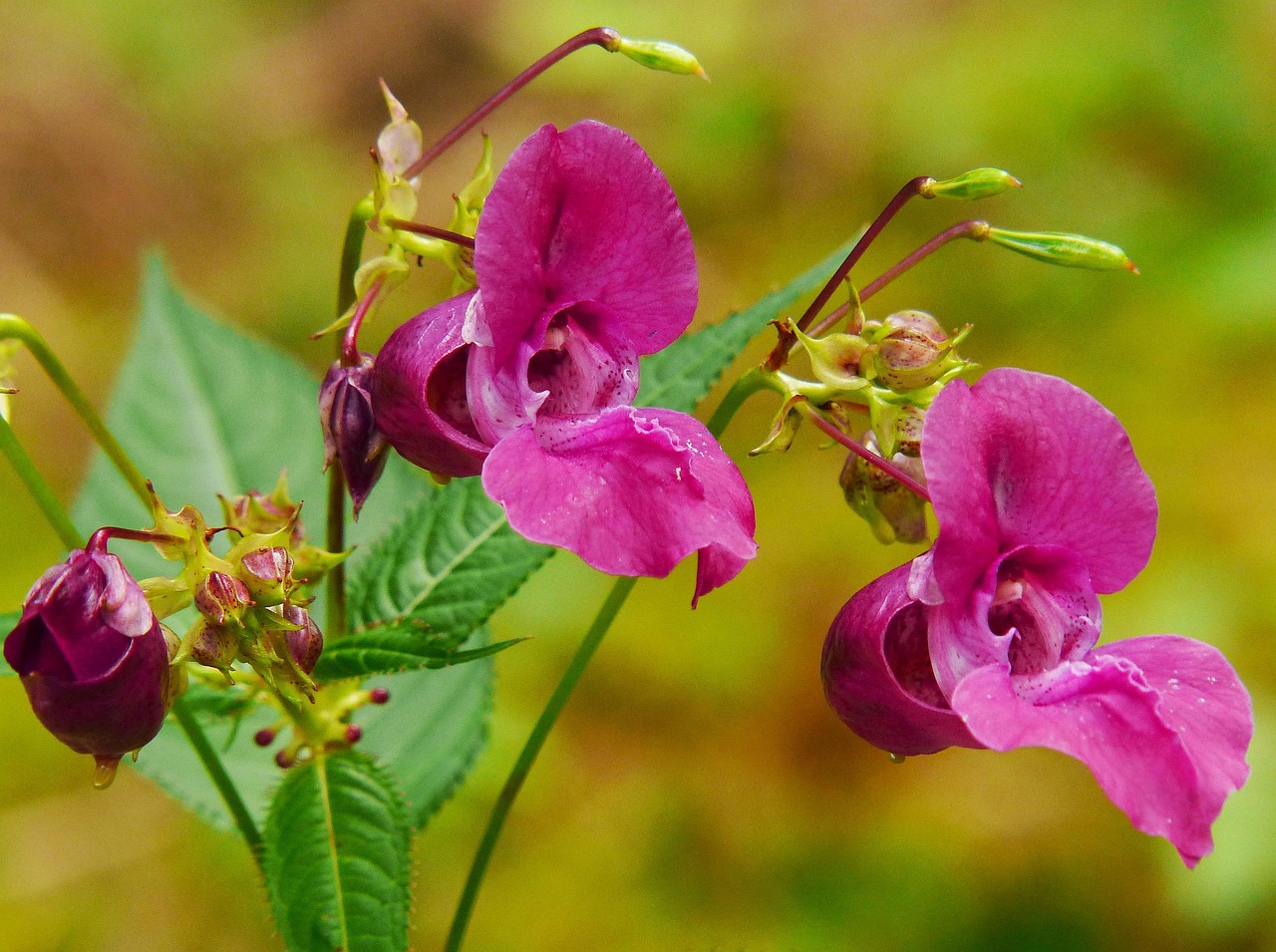 How to Grow Balsam Fir from Seed and When to Plant It