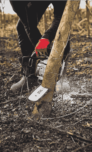 multnomah tree services