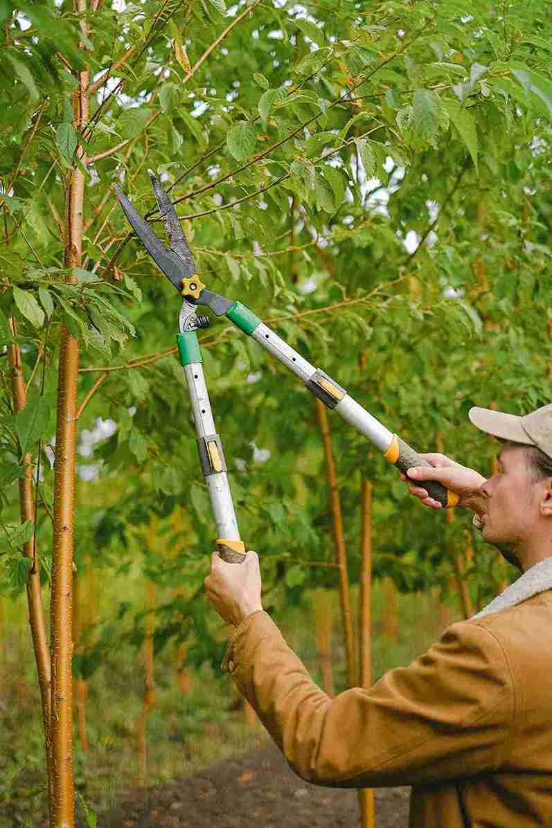 portland tree trimming service