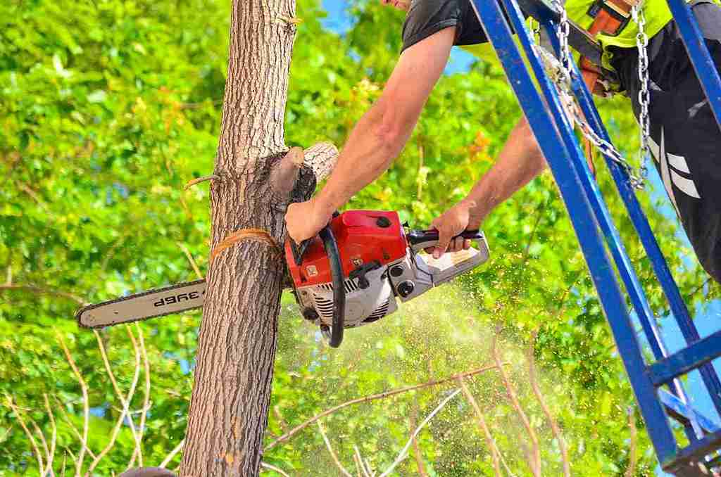 milwaukie tree service