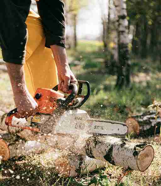tree moving arborist company