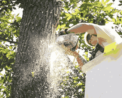 tree removal multnomah