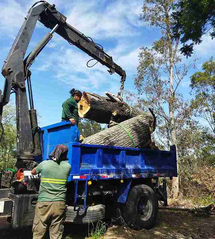 tree removal experts
