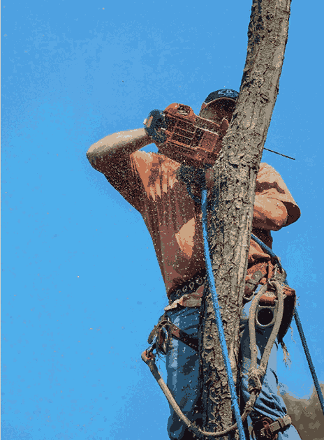 tree service arborist multnomah