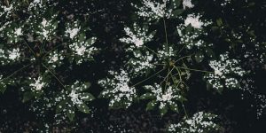 Preservation Methods: Drying, Freezing & Infusing
