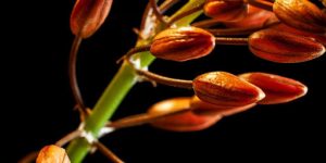 Preparing Balsam Fir Seeds