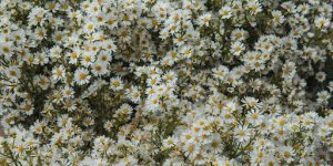 Pollinator Magnet: Why Bees Love Black Locust Flowers
