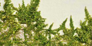Culinary Uses: From Fritters to Floral Infusions
