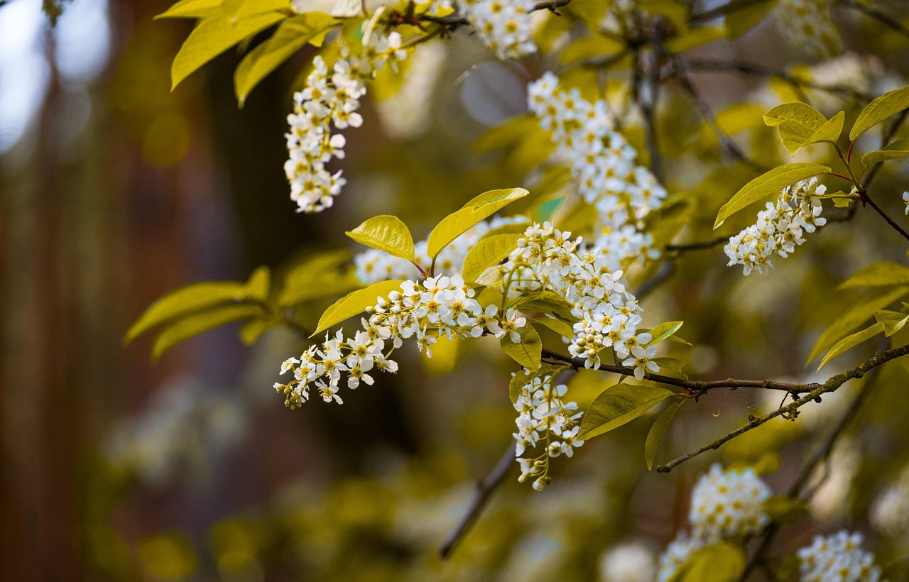 White Birch vs Paper Birch: Key Differences Explained