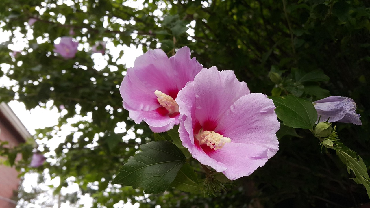 When Is the Best Time to Transplant Rose of Sharon Plants?