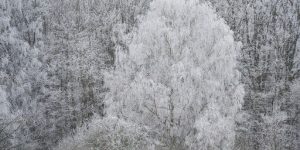 Ecological Adaptations & Cold Climate Suitability 