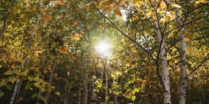 Soil, Moisture & Light Requirements 