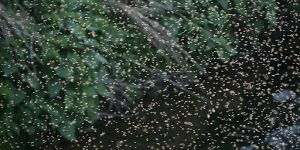 Efficient Germination