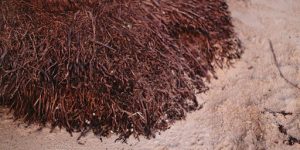 Soil & Moisture Requirements for Seedling Success