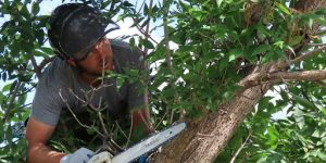 Pruning Seedlings for Straight, Structural Growth