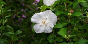 What is Rose of Sharon (Hibiscus syriacus)? Overview and Bloom Habit
