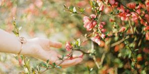 Can You Prune in the Fall? Benefits of Light Late-Autumn Trimming
