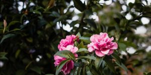 Quick Reference: Rose of Sharon Pruning Calendar & Checklist
