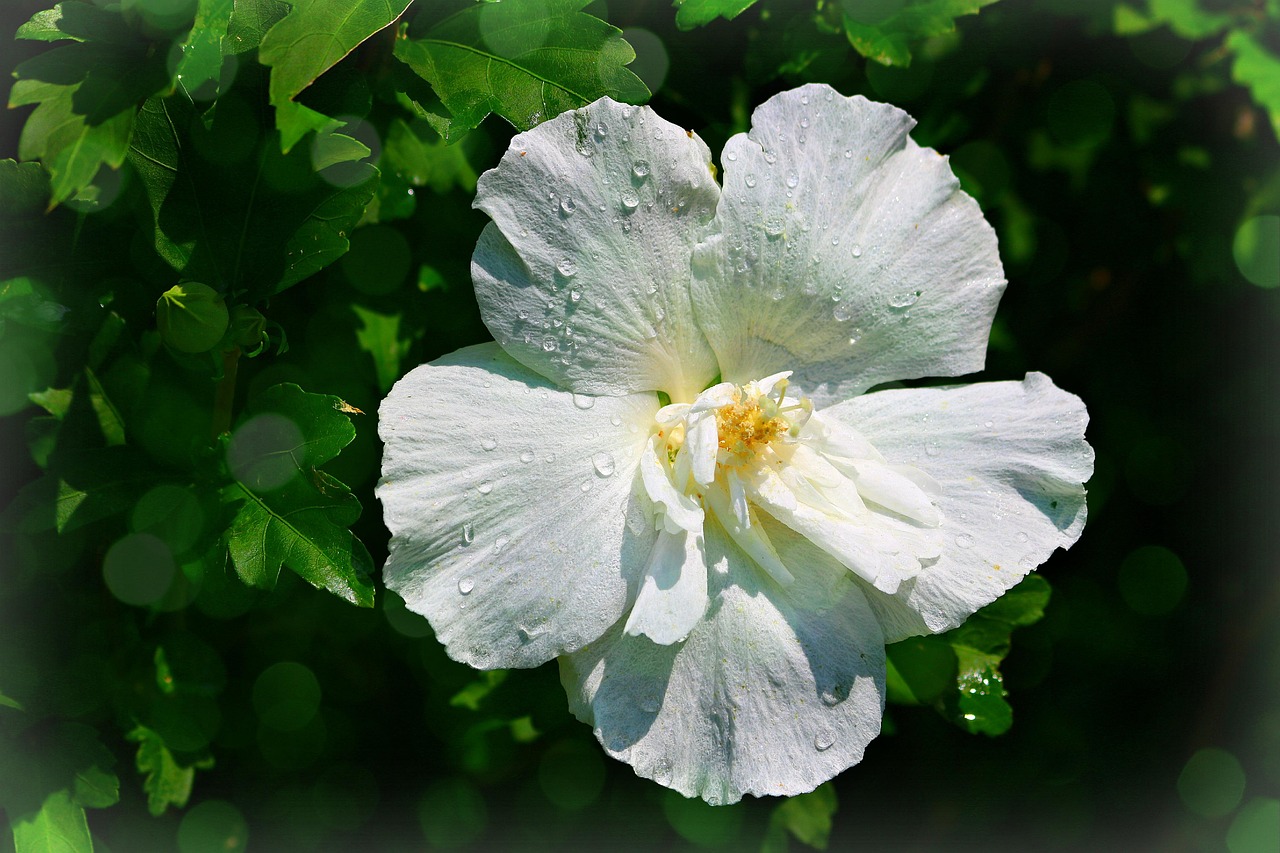 When Should Rose of Sharon Be Pruned? Timing Tips Inside