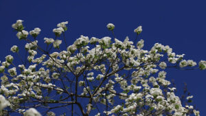Best Time to Prune a Crabapple Tree