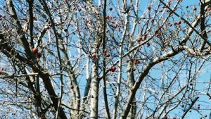 Bark Splitting on Cherry Trees
