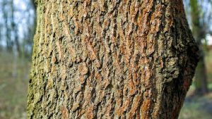 Cherry tree bark damage