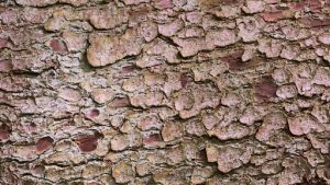 Cherry tree bark splitting