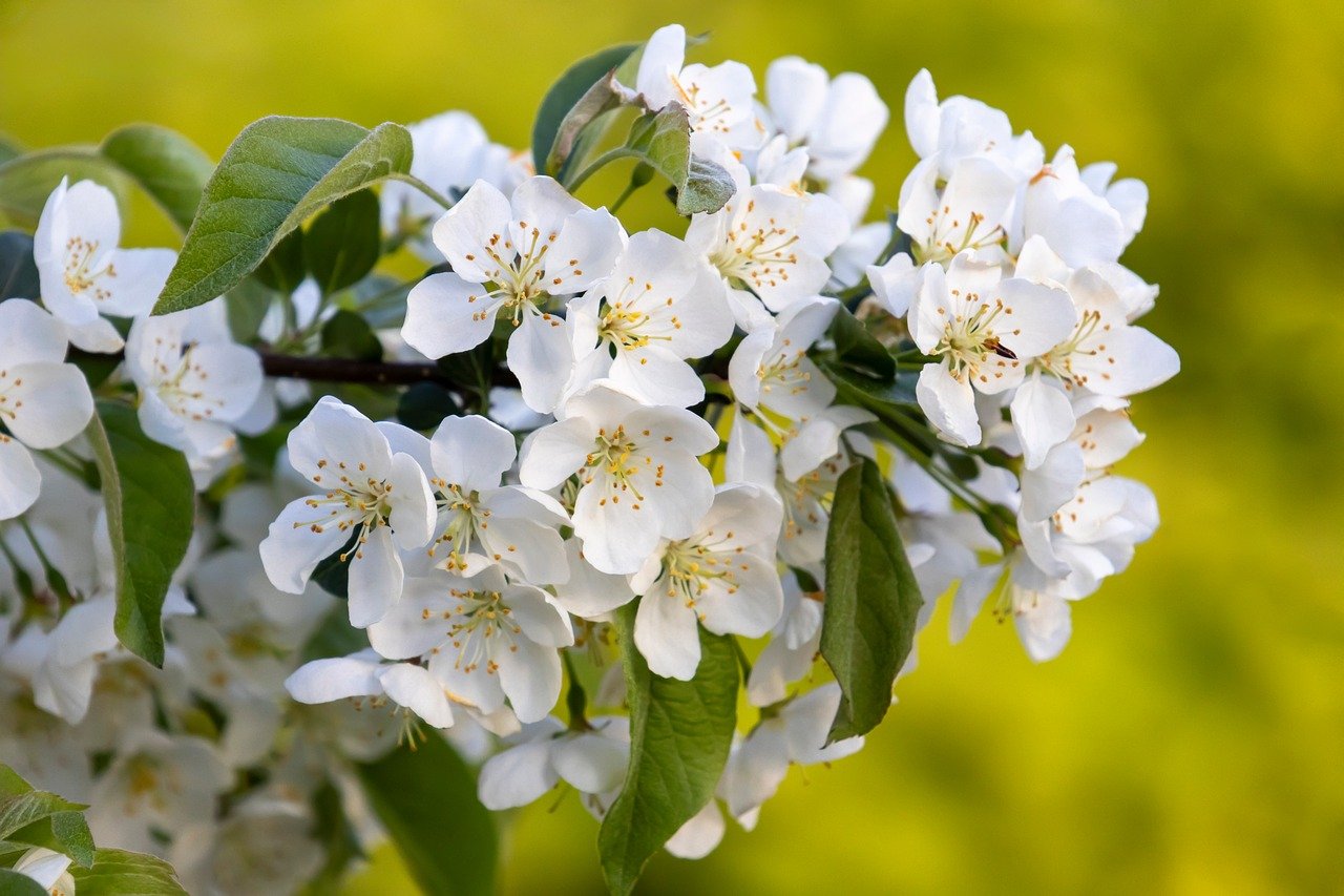 Crabapple Tree White Blossoms: Beauty in Every Season