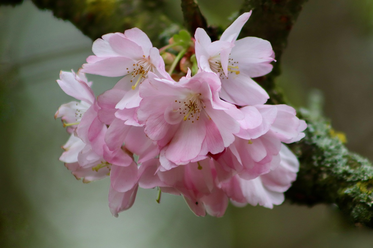 Bark Splitting on Cherry Trees: Causes and Fixes