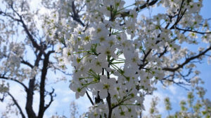 without Harming Crabapple Tree