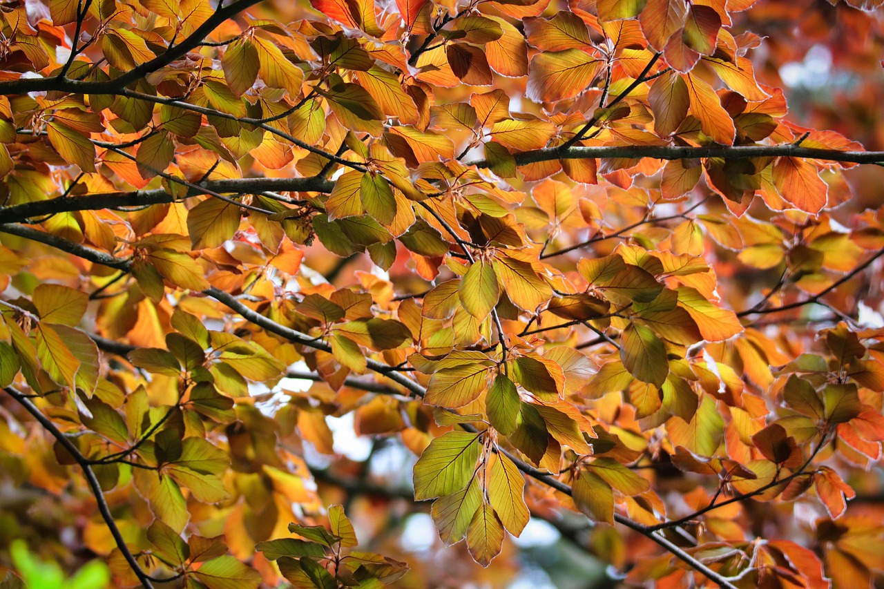American Beech Tree Sapling: How to Grow and Care