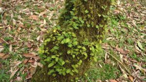 Common Pests and Diseases Affecting an American Beech Tree Sapling