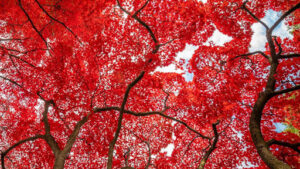 How a Red Leaf Japanese Maple Tree